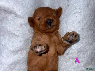 Australian Labradoodle dogs Macy - Ad 1
