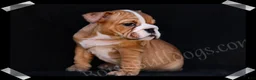 English Bulldog dogs for sale: Muffin - Ad 3