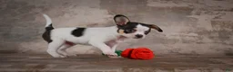 Chihuahua dogs for sale: Earl - Ad 2