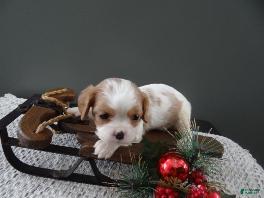 Cavalier King Charles Spaniel dogs for sale: Rena - Ad 4