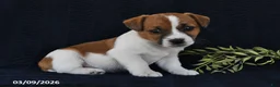 Jack Russell Terrier dogs for sale: Wade - Ad 3