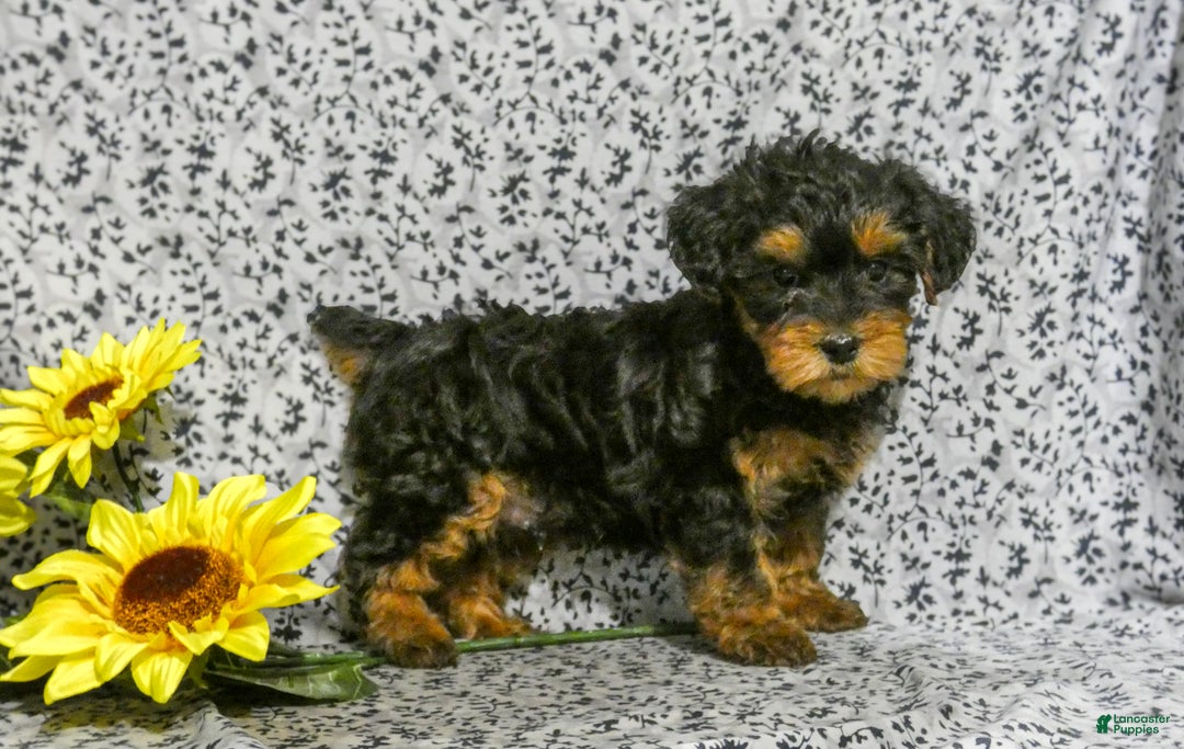 Yorkiepoo dogs for sale: Winston - Ad 3