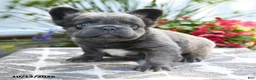 French Bulldog dogs for sale: Koala Bear - Ad 5
