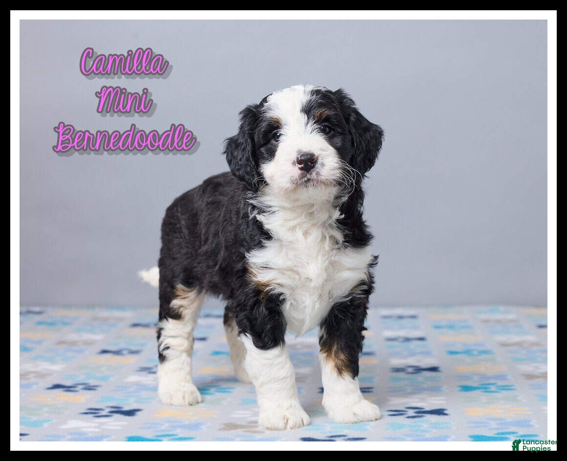 Mini Bernedoodle dogs Camilla - Ad 1