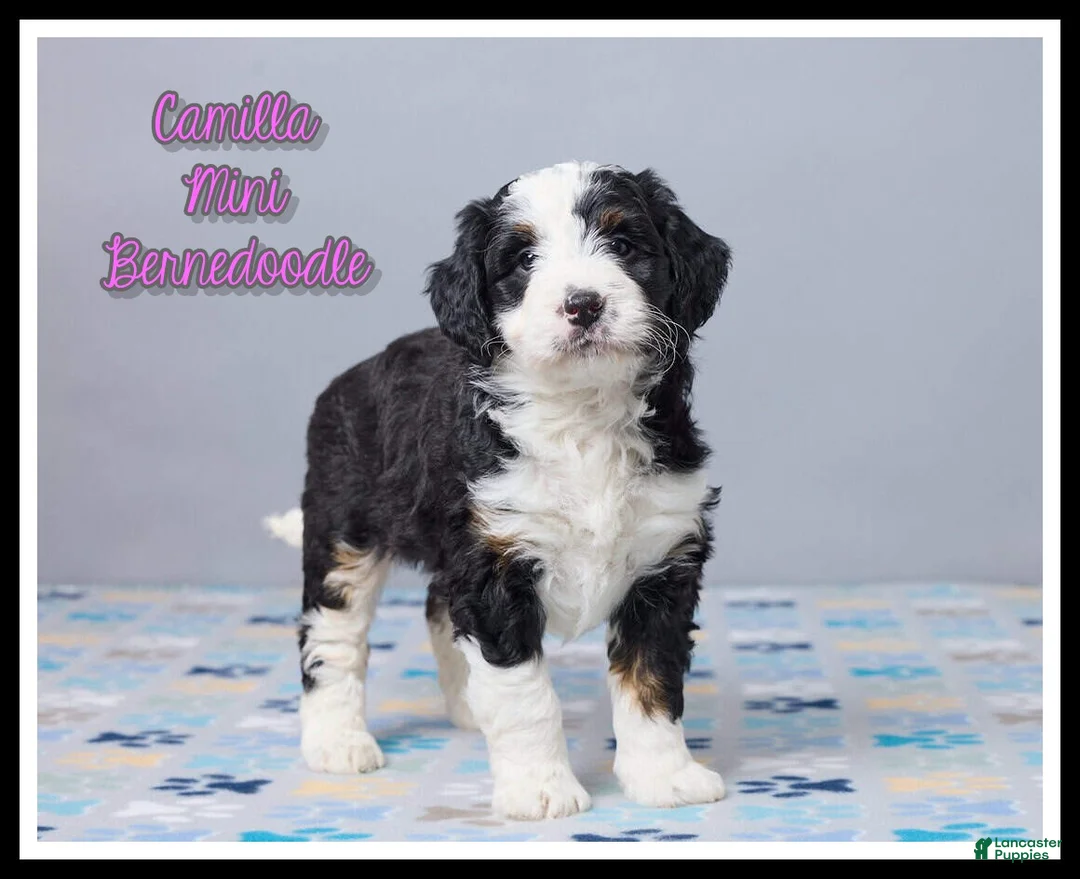 Mini Bernedoodle dogs for sale: Camilla - Ad 1