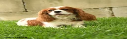 Cavalier King Charles Spaniel dogs for sale: Aggie - Ad 7
