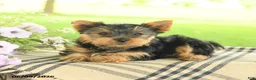Yorkshire Terrier dogs for sale: Violet - Ad 5
