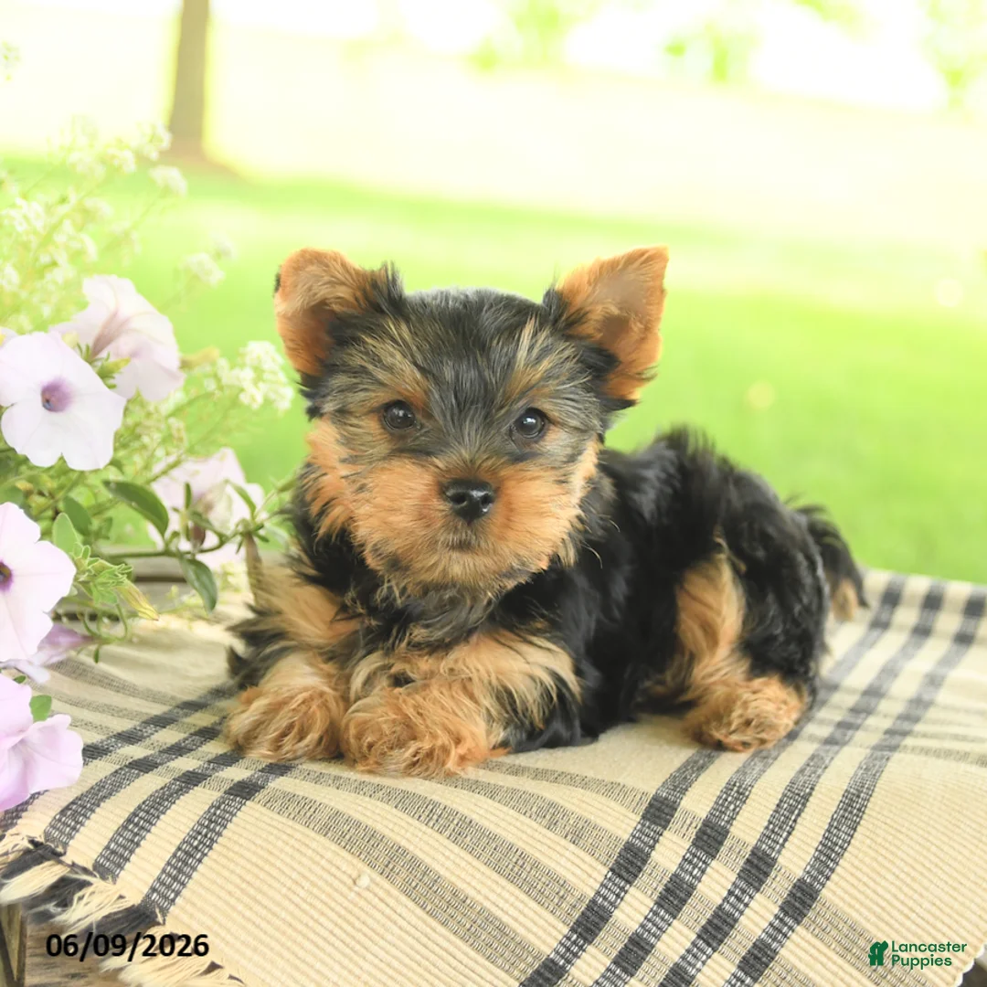 Yorkshire Terrier dogs for sale: Violet - Ad 5