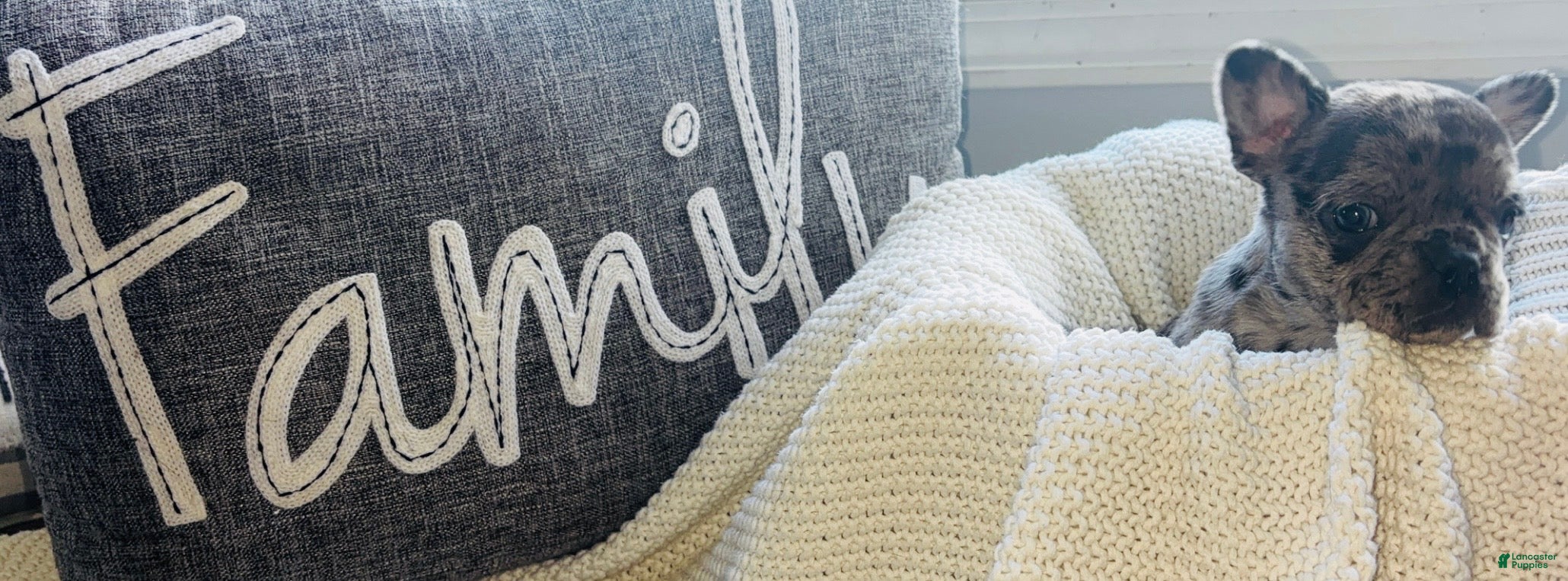 Mixed Breed dogs Bluey - Ad 31