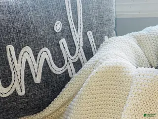 Mixed Breed dogs Bluey - Ad 31