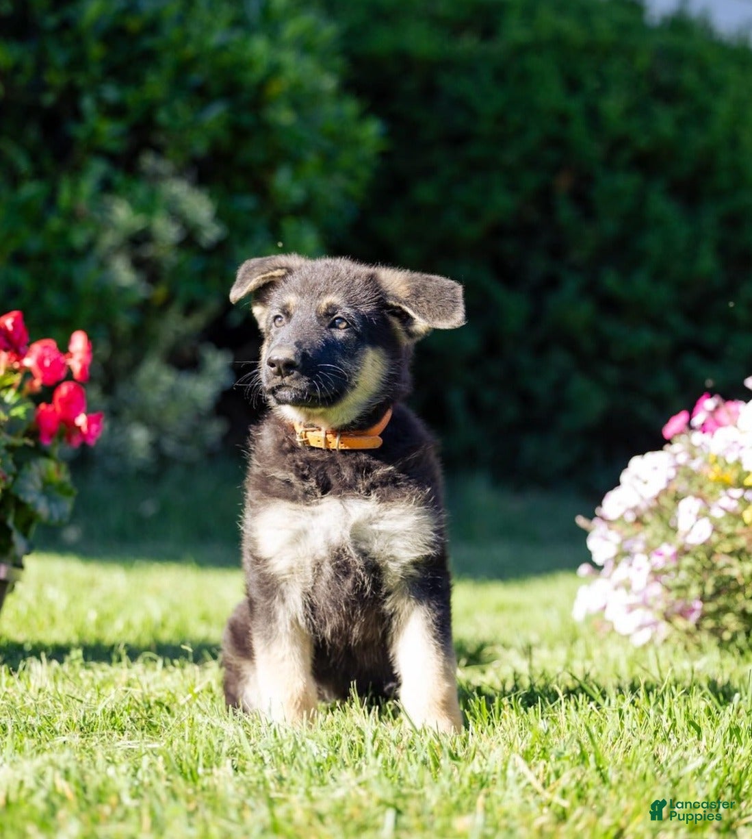 German Shepherd dogs Amber - Ad 1