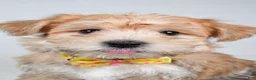 Morkie dogs for sale: Gabe - Ad 3