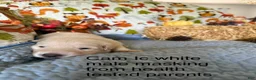 German Shepherd dogs for sale: Lacy  - Ad 11