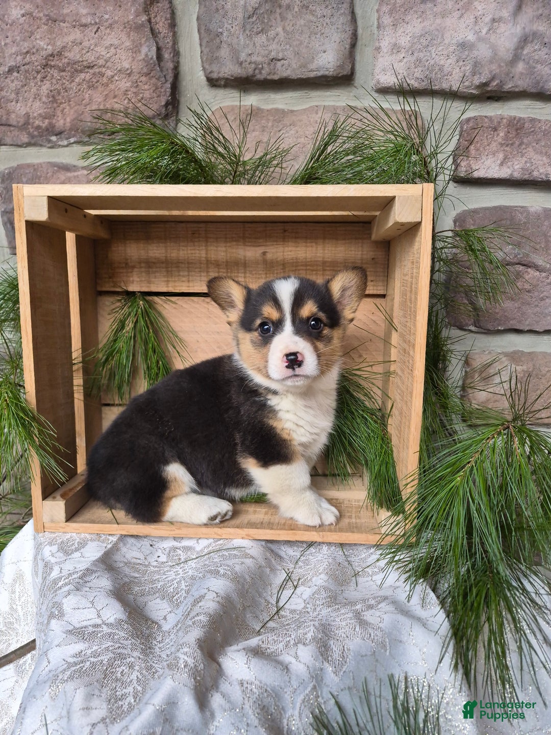 Welsh Corgi Pembroke dogs for sale: Ranger - Ad 4