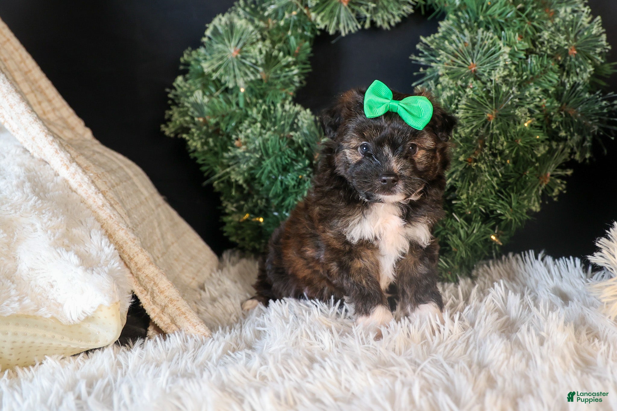 Mini Aussiedoodle dogs for sale: Gary - Ad 1