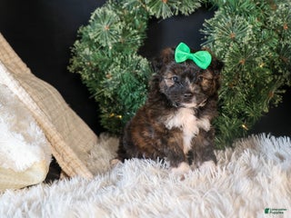 Mini Aussiedoodle dogs for sale: Gary - Ad 1