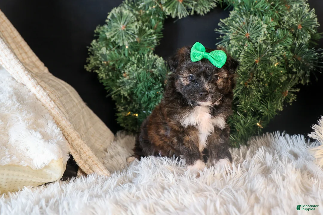 Mini Aussiedoodle dogs for sale: Gary - Ad 3