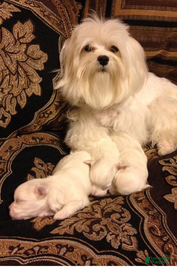 Maltese dogs Alexander the Great - Ad 2