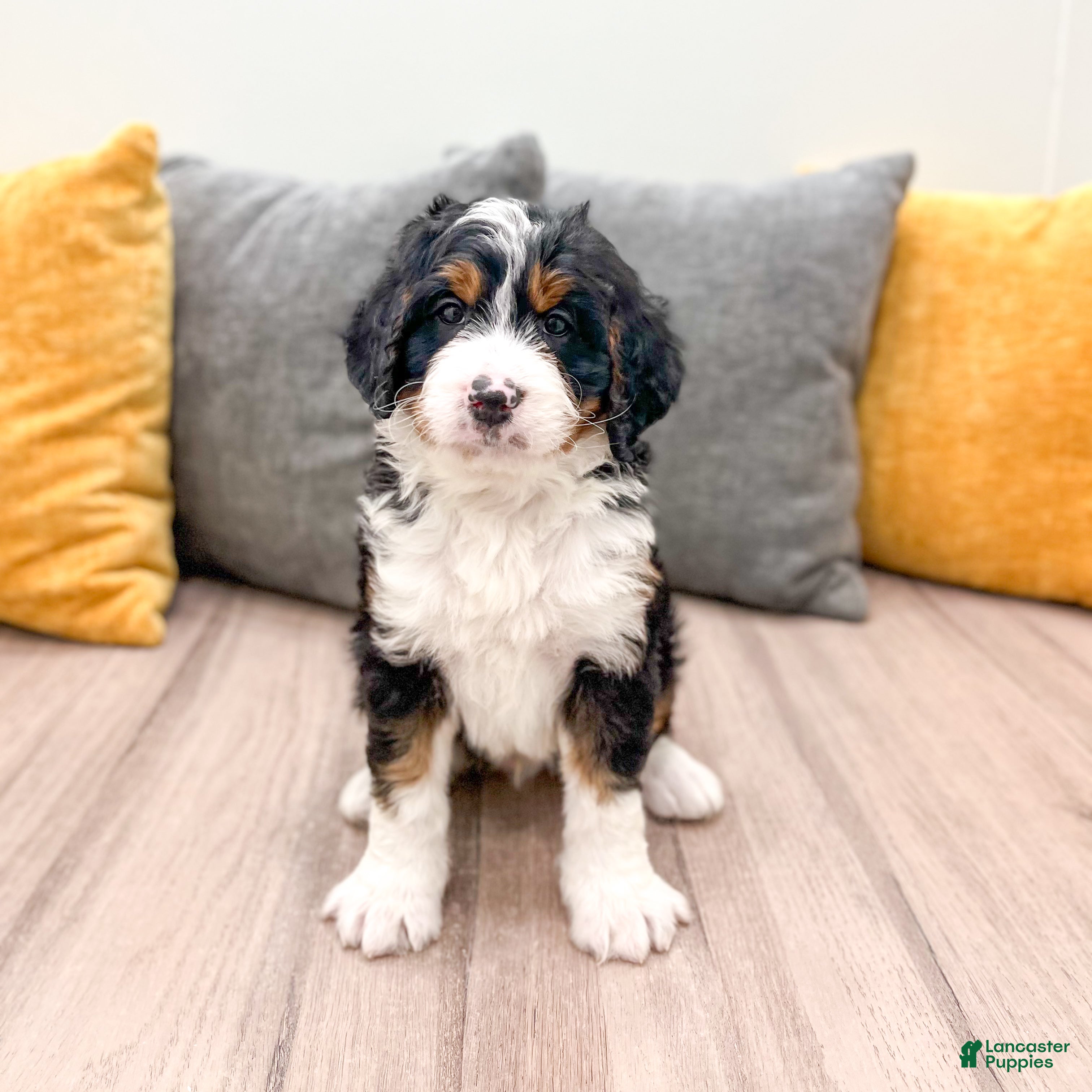 Mini Bernedoodle dogs Rusty - Ad 41