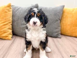 Mini Bernedoodle dogs Rusty - Ad 1