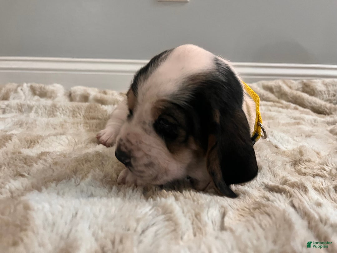 Basset Hound dogs for sale: Nelly - Ad 1