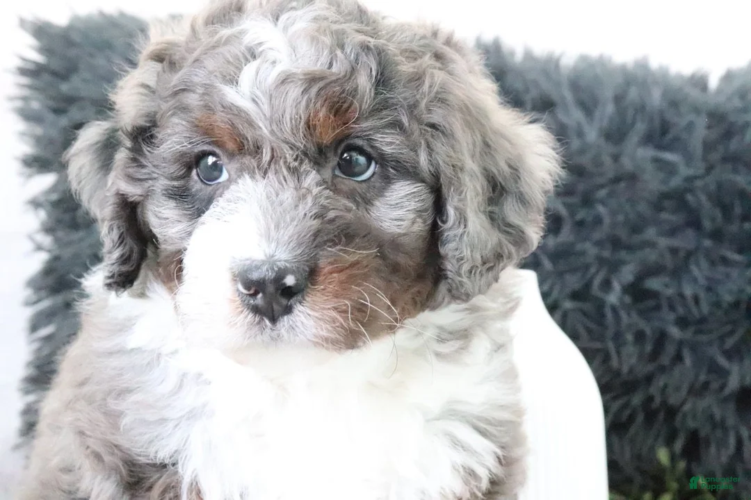 Mini Bernedoodle dogs for sale: Austin - Ad 2