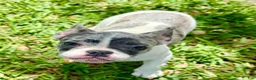 French Bulldog dogs for sale: Cupcake - Ad 2