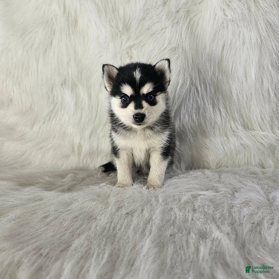 Pomsky dogs Aurora - Ad 1