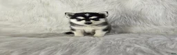 Pomsky dogs for sale: Aurora - Ad 1