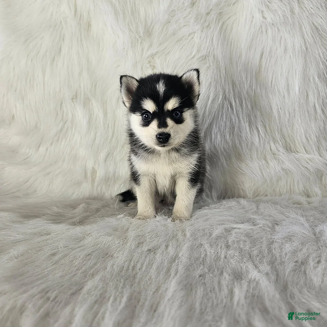 Pomsky dogs for sale: Aurora - Ad 1