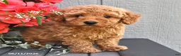 Miniature Poodle dogs for sale: Sally - Ad 3