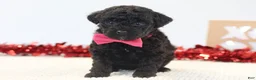 Toy Poodle dogs for sale: Sweet Pea - Ad 2