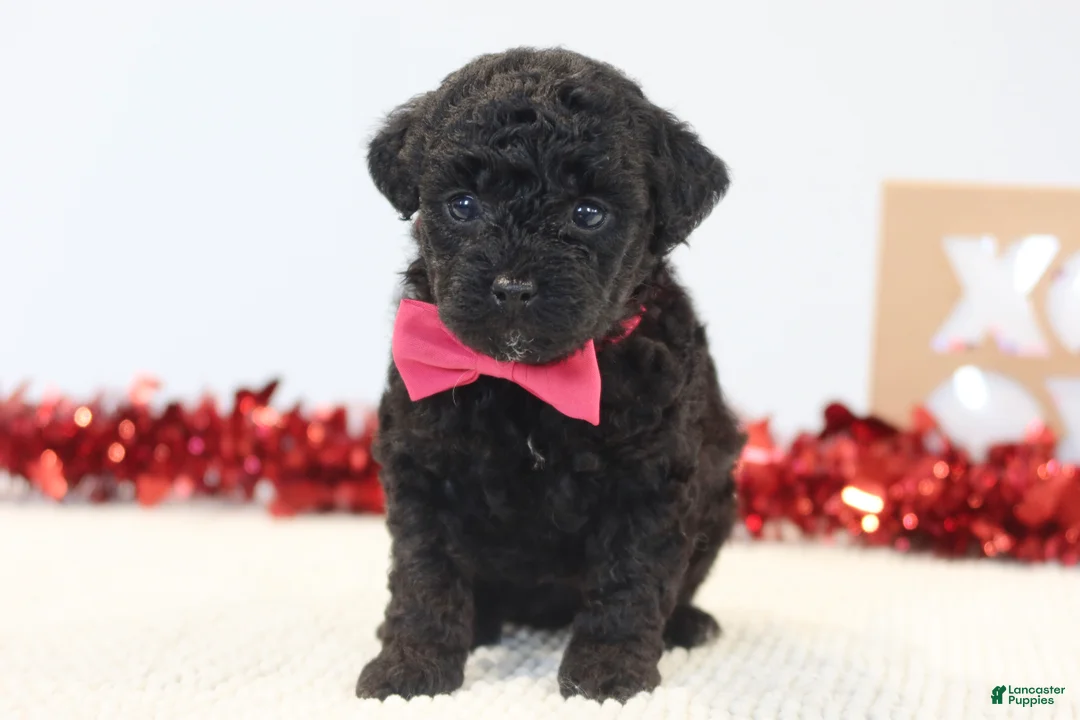 Toy Poodle dogs for sale: Sweet Pea - Ad 2