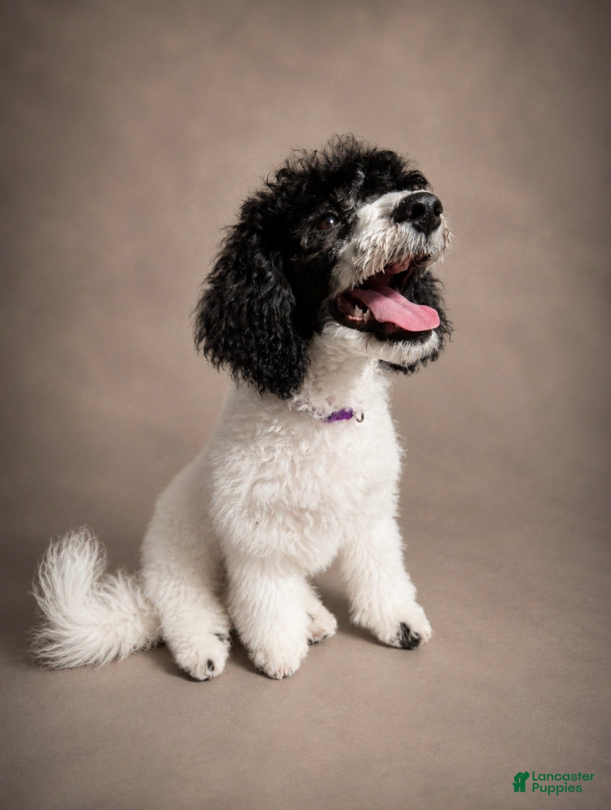 Miniature Poodle dogs Meadow - Ad 1