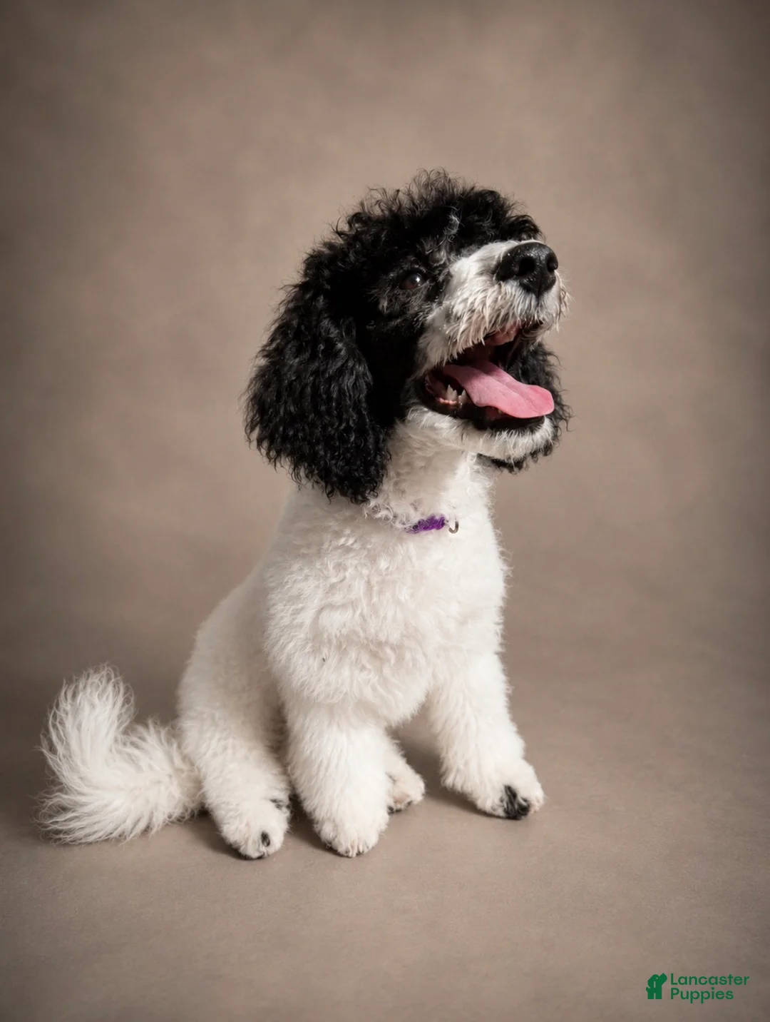 Miniature Poodle dogs for sale: Meadow - Ad 1