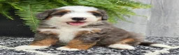Mini Bernedoodle dogs for sale: Mini Remi - Ad 13