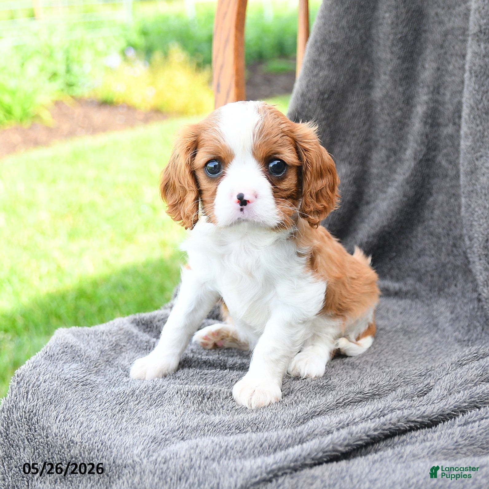 Cavalier King Charles Spaniel dogs Pepsi - Ad 1