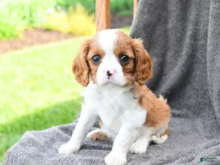 Cavalier King Charles Spaniel dogs for sale: Pepsi - Ad 3