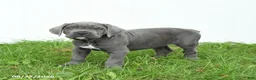 Cane Corso dogs for sale: Ranger - Ad 5