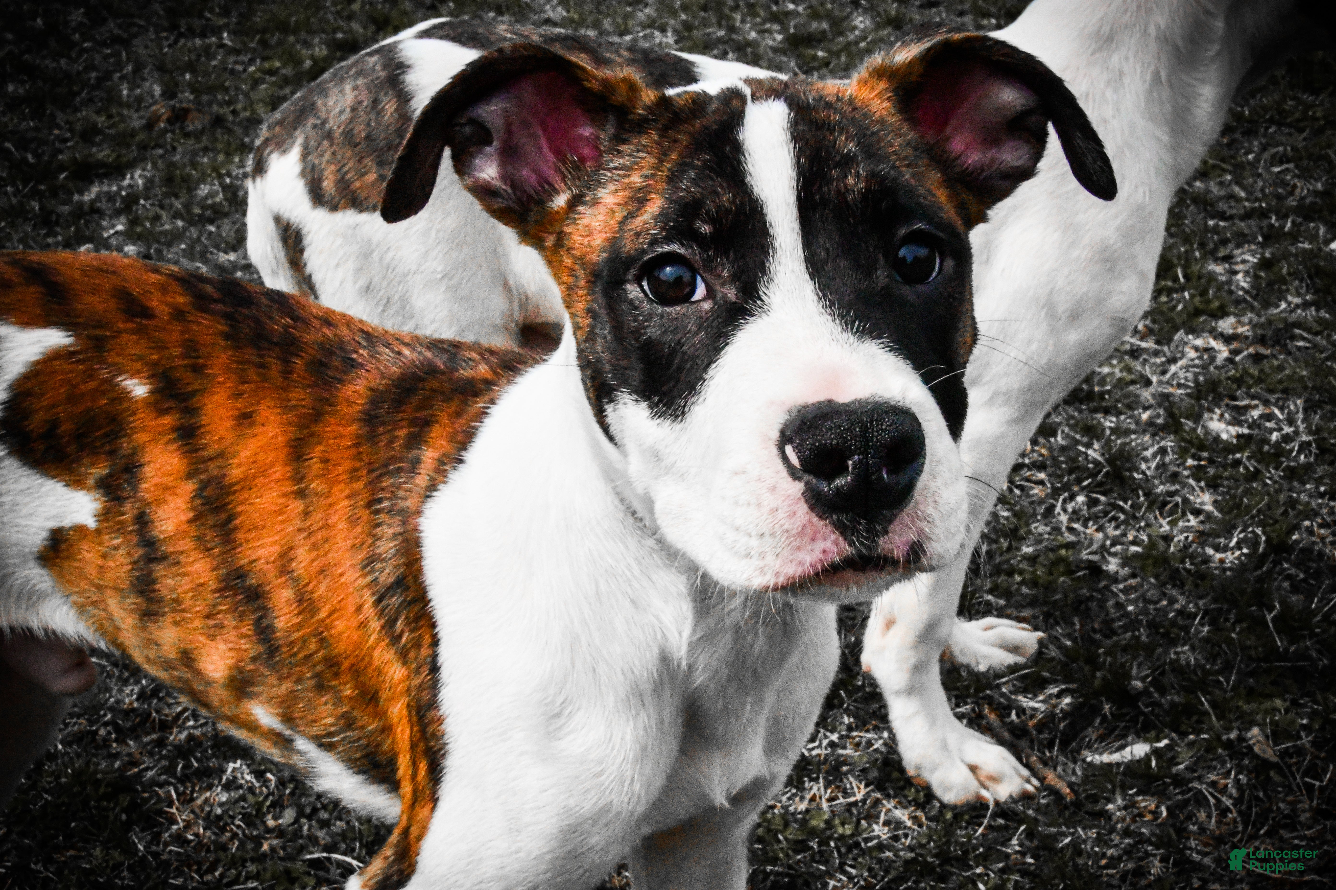 Mixed Breed dogs Bowser - Ad 1