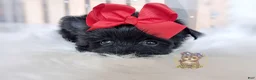 Morkie dogs for sale: Korean Te Kā - Ad 5