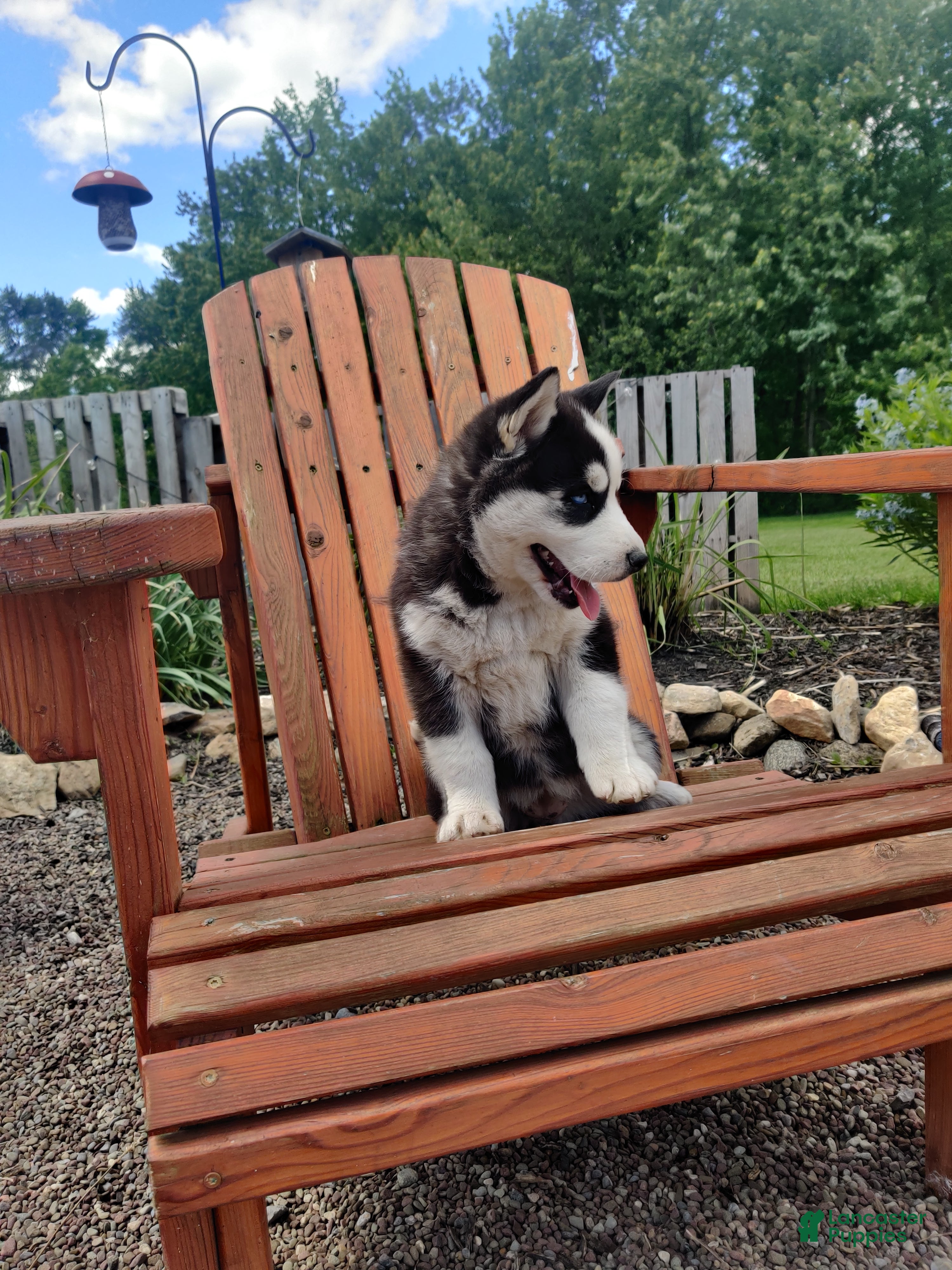 Siberian Husky dogs Lily - Ad 1