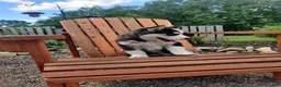 Siberian Husky dogs for sale: Lily - Ad 1