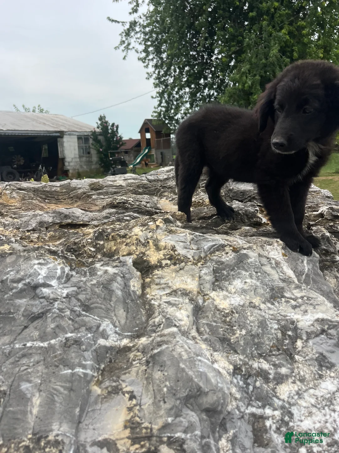 Mixed Breed dogs for sale: Mixed Breed 6 - Ad 1
