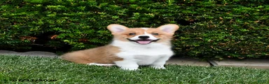 Pretzel