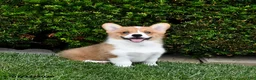 Welsh Corgi Pembroke dogs for sale: Pretzel - Ad 1