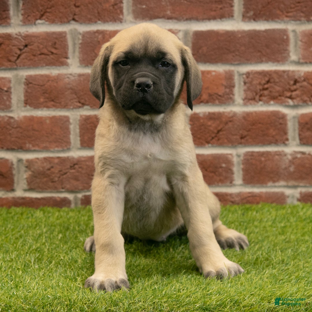 English Mastiff dogs for sale: Kate - Ad 2
