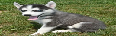 Halie Siberian Husky F