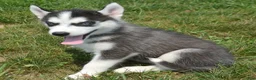 Siberian Husky dogs for sale: Halie Siberian Husky F - Ad 1