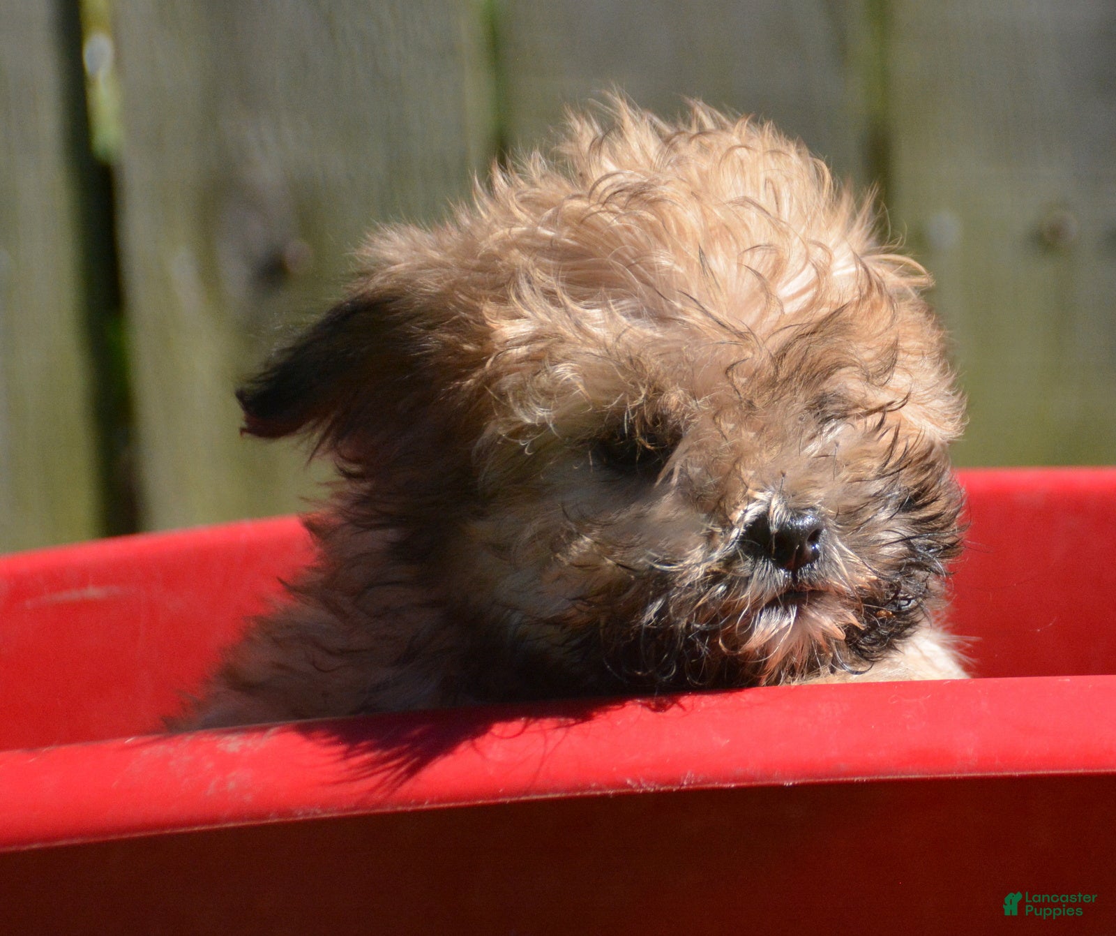 Shihpoo dogs for sale: Shelly Shihpoo 3 - Ad 1